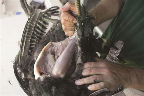 cleaning mud Turkey|how to skin a turkey.